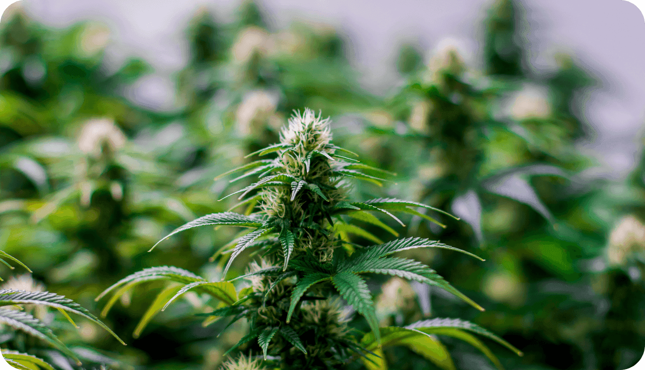 Cannabisplantage mit Fokus auf einer Pflanze